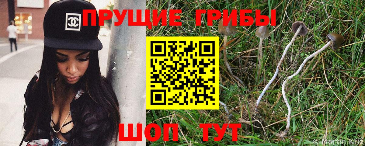 Кунгур  Псилоцибиновые грибы мицелий  Вход с VPN 
